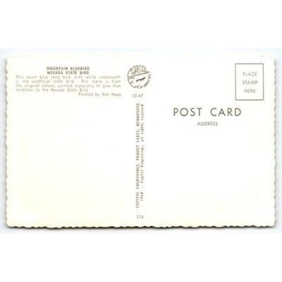 1968 Nevada State Bird Mountain Bluebird Postcard by Ken Haag - Picture 2 of 2